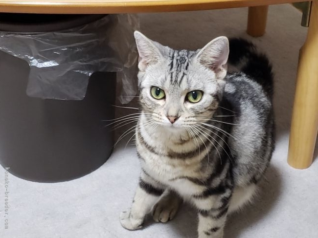 アメリカンショートヘア【・女の子・2019年7月24日・シルバータビー】