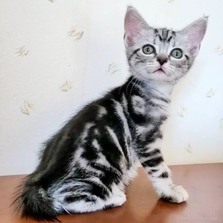 ID：2408-02425の子猫