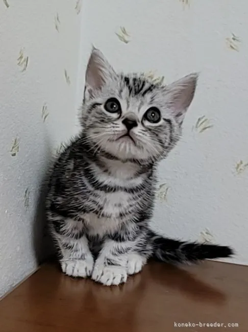 ID:2110-00079の子猫