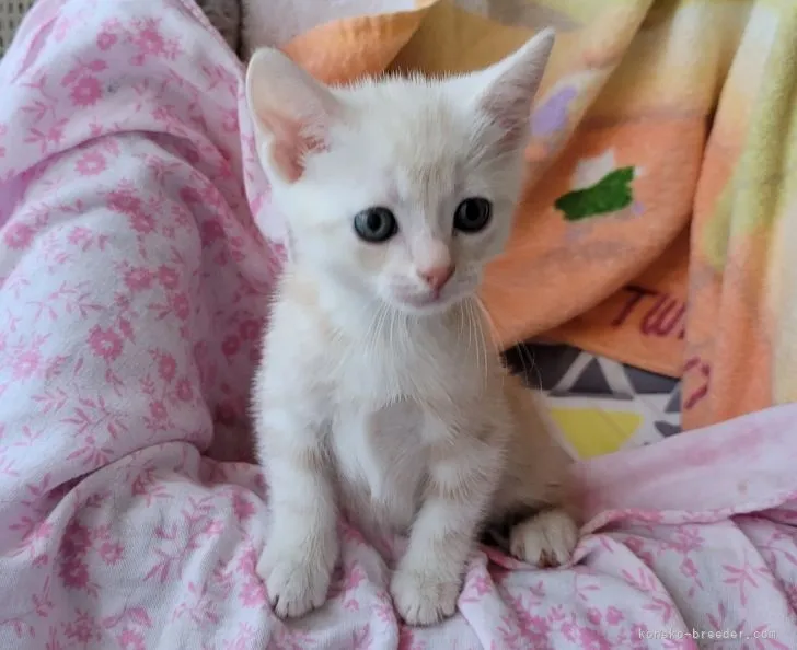 ID：2107-02562の子猫