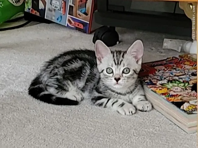 ID：2107-02550の子猫