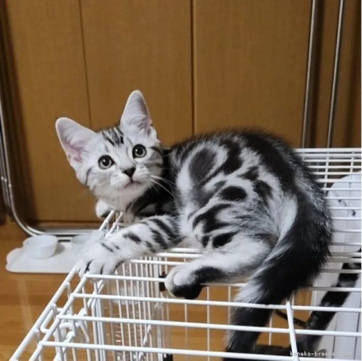 ID：2303-00228の子猫