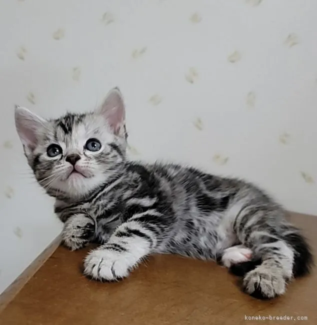 ID:2203-01400の子猫