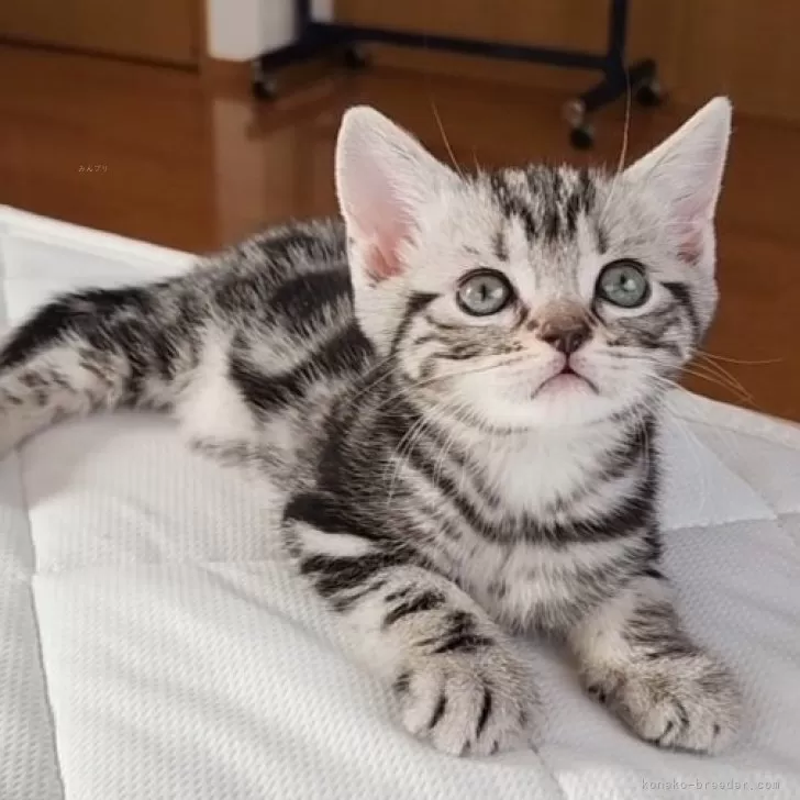 ID:2403-01771の子猫