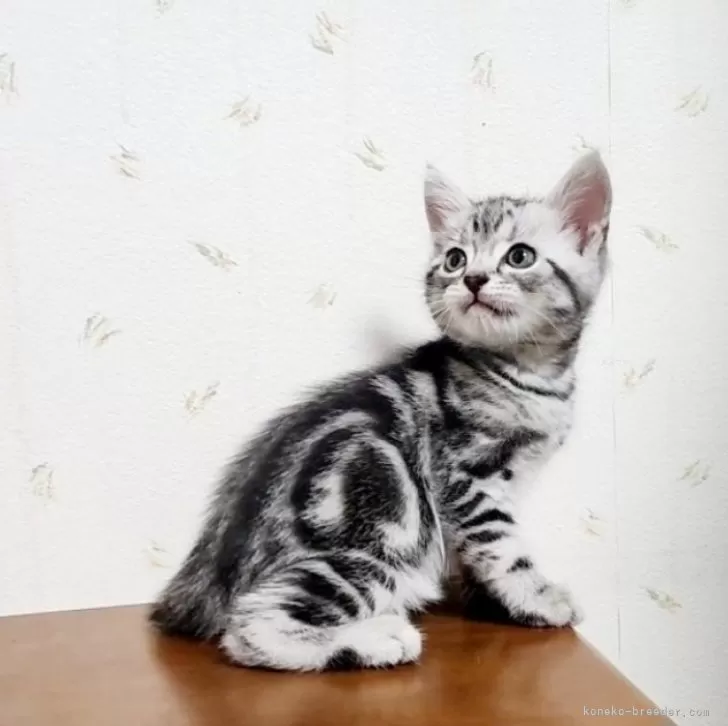 ID:2409-03153の子猫