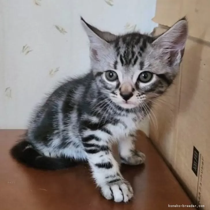 ID：2408-02423の子猫