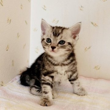 アメリカンショートヘア【岐阜県・男の子・2023年8月13日・シルバータビー】の写真「生後45日過ぎて、食事もカリカリが食べてます。」