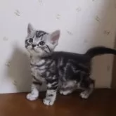 アメリカンショートヘア【岐阜県・男の子・2024年3月18日・シルバータビー】の写真1