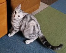 アメリカンショートヘア【・女の子・2020年3月17日・シルバーパッチドタビー】