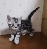 アメリカンショートヘア【岐阜県・男の子・2024年3月18日・シルバータビー】の写真2