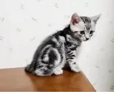 アメリカンショートヘア【岐阜県・男の子・2024年8月27日・シルバータビー】の写真4