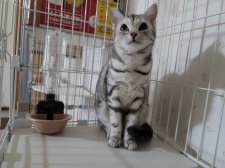 アメリカンショートヘア【・女の子・2020年3月17日・シルバーパッチドタビー】