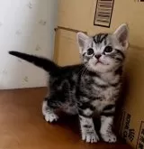 アメリカンショートヘア【岐阜県・男の子・2024年3月18日・シルバータビー】の写真5