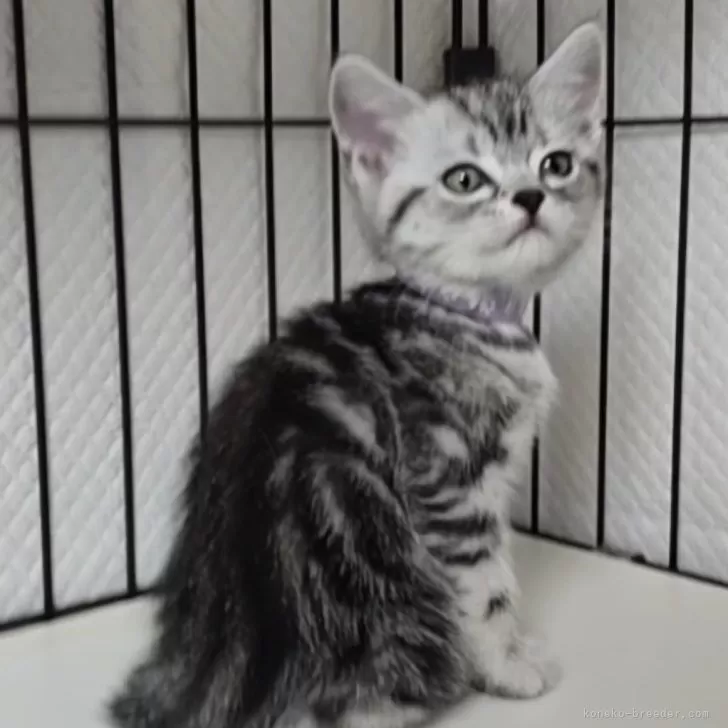 ID：2503-02088の子猫