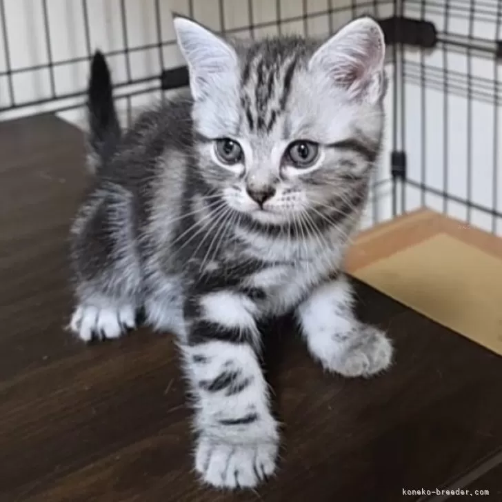 ID：2504-02277の子猫