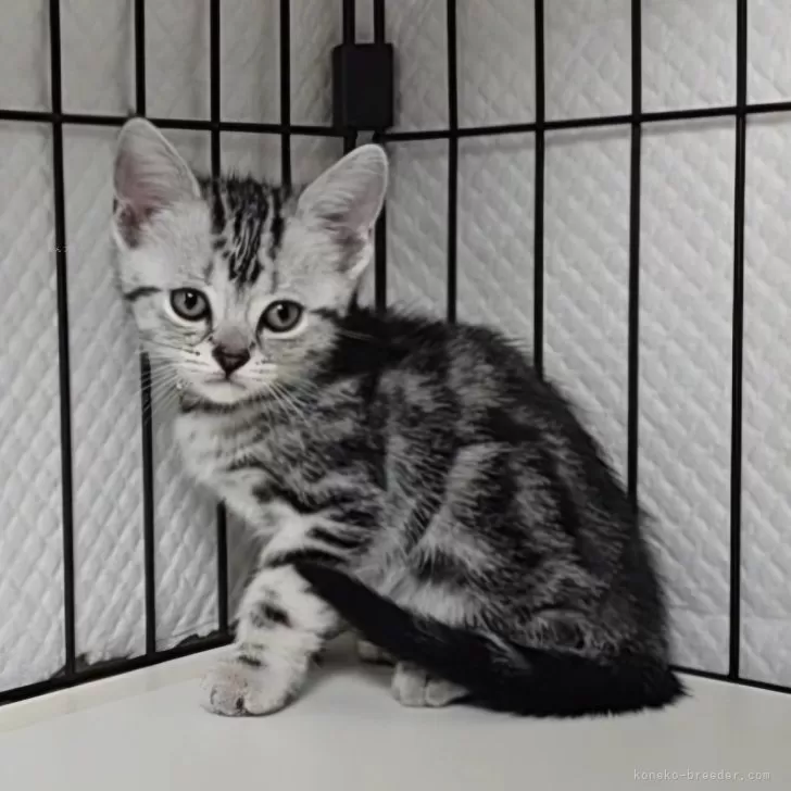 ID：2503-02089の子猫