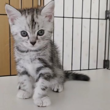 アメリカンショートヘア【岐阜県・女の子・2025年9月8日・シルバーパッチドタビー】の写真「３兄妹の女の子、おっとりして大人しいかな？」