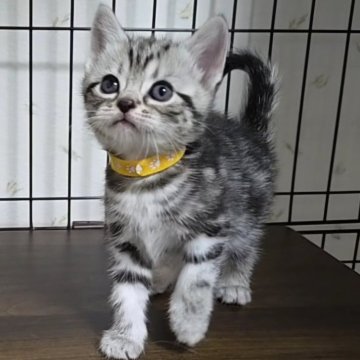 アメリカンショートヘア【岐阜県・女の子・2025年2月3日・シルバータビー】の写真「お母さん似の美人さん揃い」