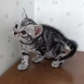 アメリカンショートヘア