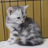 アメリカンショートヘア