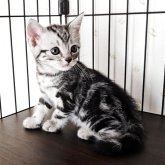 アメリカンショートヘア