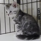 アメリカンショートヘア