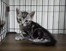 アメリカンショートヘア【岐阜県・男の子・2025年2月3日・シルバータビー】の写真2