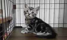 アメリカンショートヘア【岐阜県・男の子・2025年2月3日・シルバータビー】の写真3