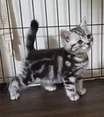 アメリカンショートヘア【岐阜県・男の子・2025年3月23日・シルバータビー】の写真9