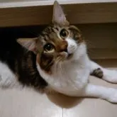 メインクーン【京都府・男の子・2023年2月16日・ブラウンタビーアンドホワイト】の写真4「9/19撮影　大きくなったね」