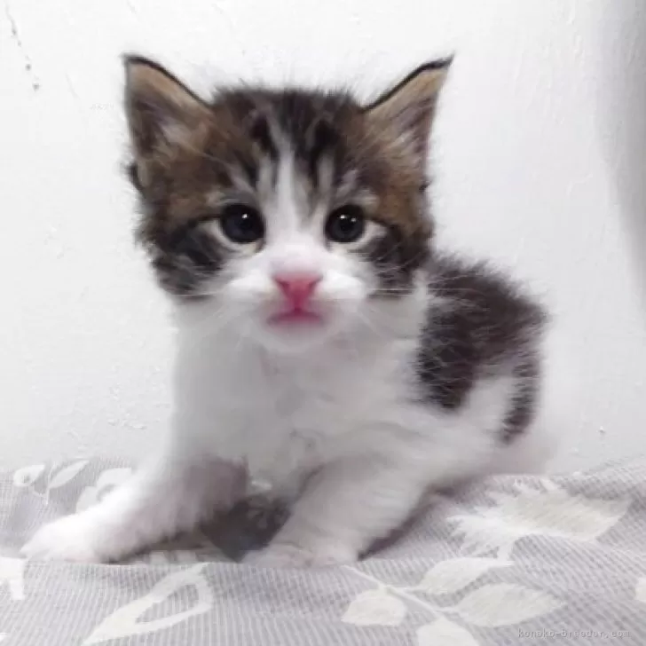 メインクーン【京都府・男の子・2026年2月14日・ブラウンタビー&amp;ホワイト】の写真1