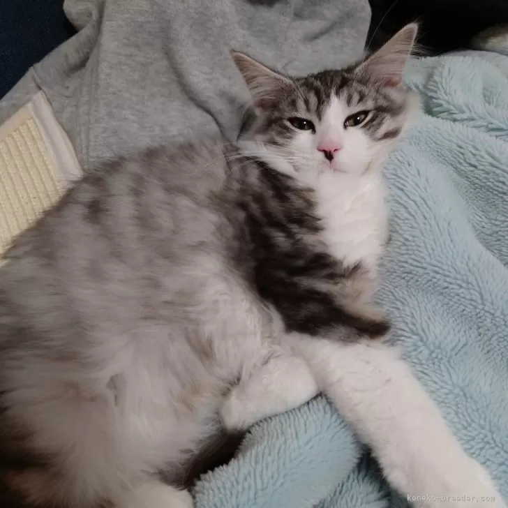 ID:2411-01548の子猫