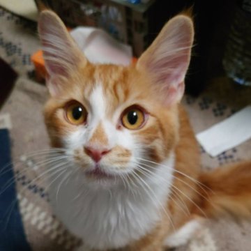 メインクーン【京都府・男の子・2025年6月3日・レッドタビー&ホワイト】の写真「唯一のレッド系」