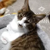 メインクーン【京都府・男の子・2025年6月3日・ブラウンタビー&ホワイト】の写真3