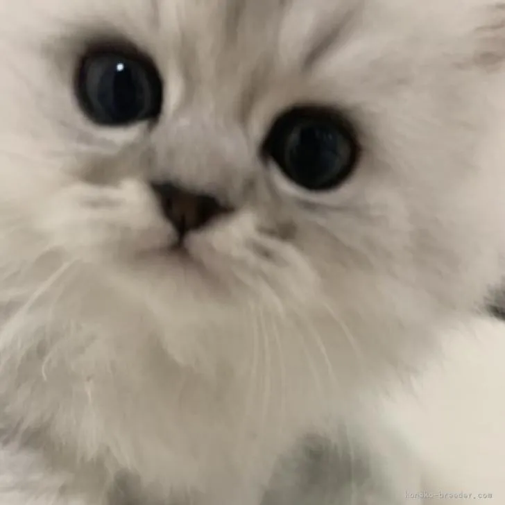 ID：2302-01452の子猫