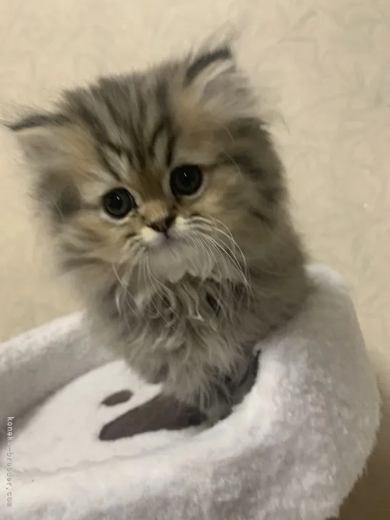 ID：2201-01440の子猫