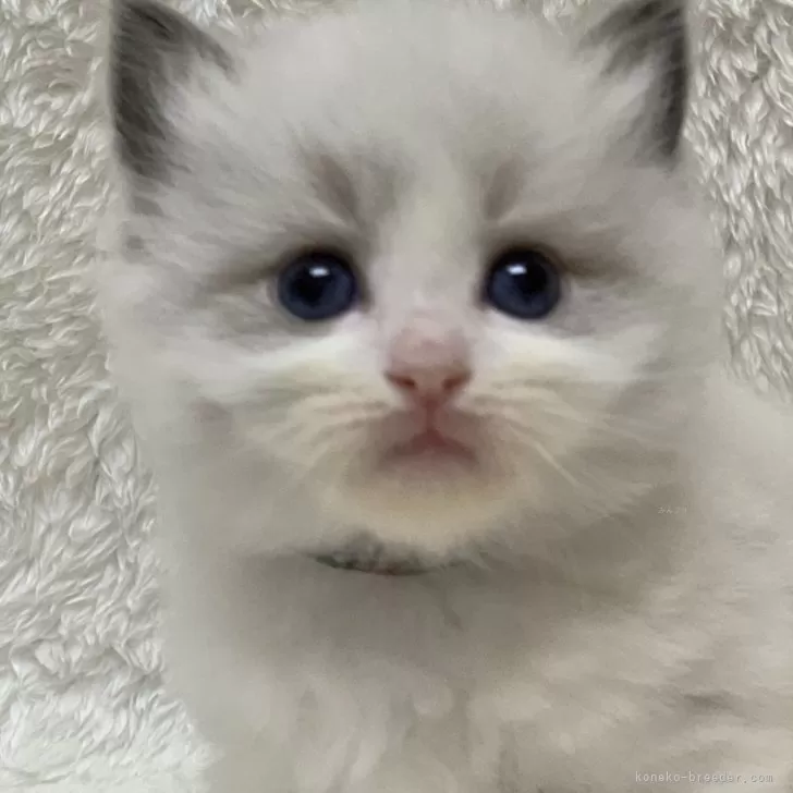 ID:2403-02946の子猫