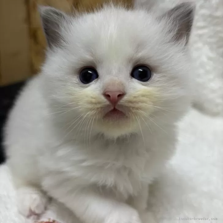 ID:2411-02341の子猫