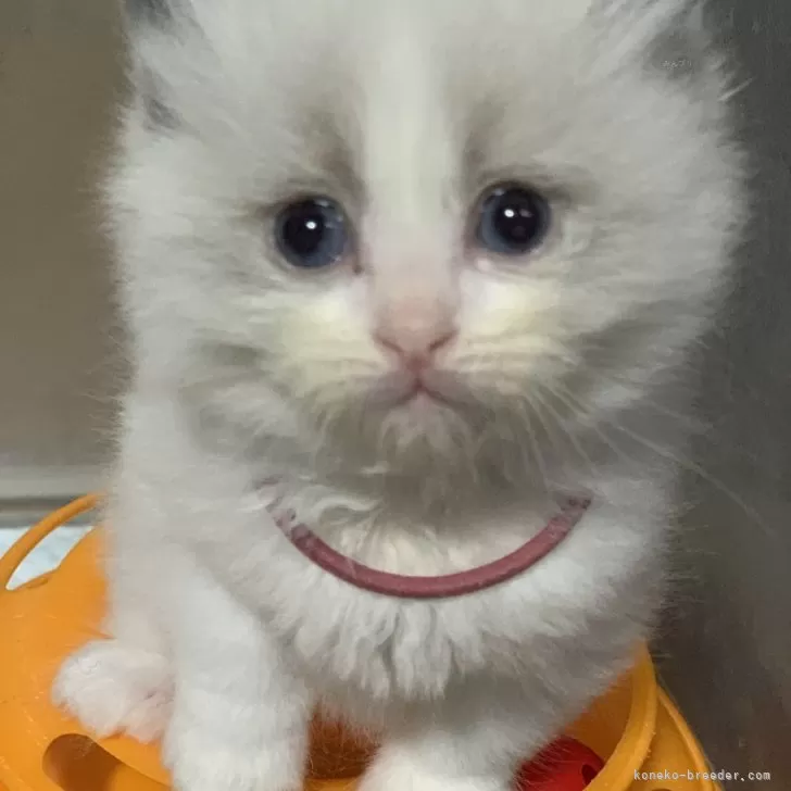 ID：2403-02945の子猫