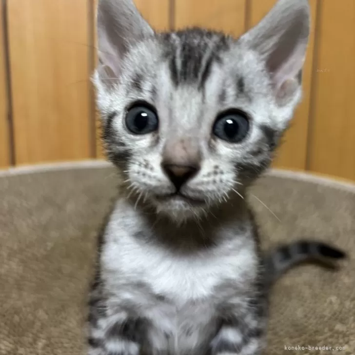 ID：2412-00539の子猫