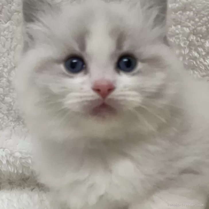 ID：2401-02472の子猫