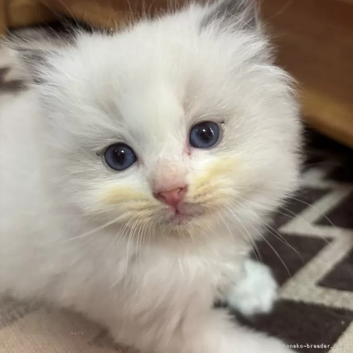 ID：2412-00818の子猫