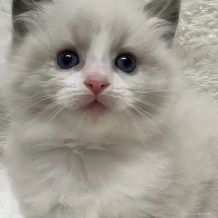 ID：2401-02475の子猫