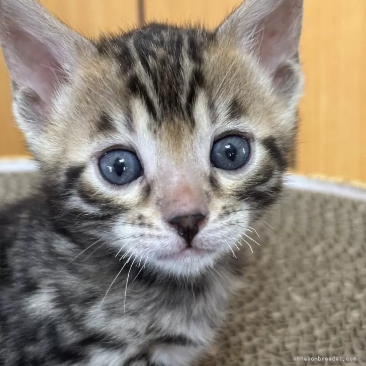 ID:2412-00167の子猫