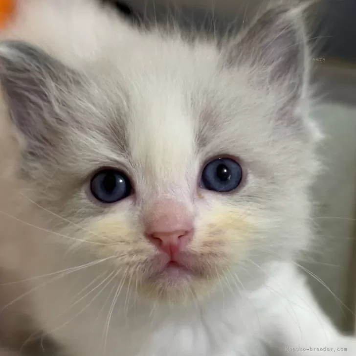 ID：2406-00937の子猫