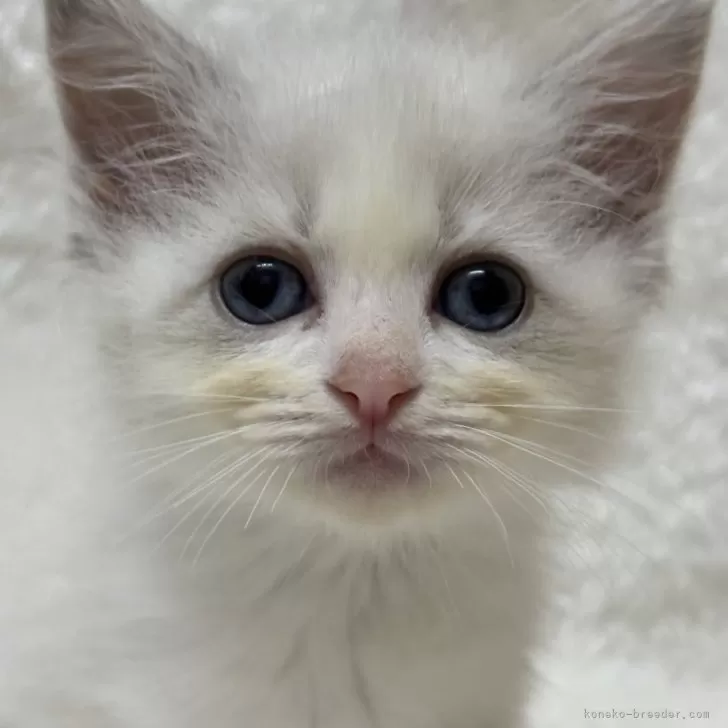 ID:2406-02640の子猫