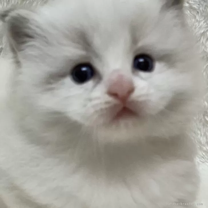 ID：2403-02941の子猫