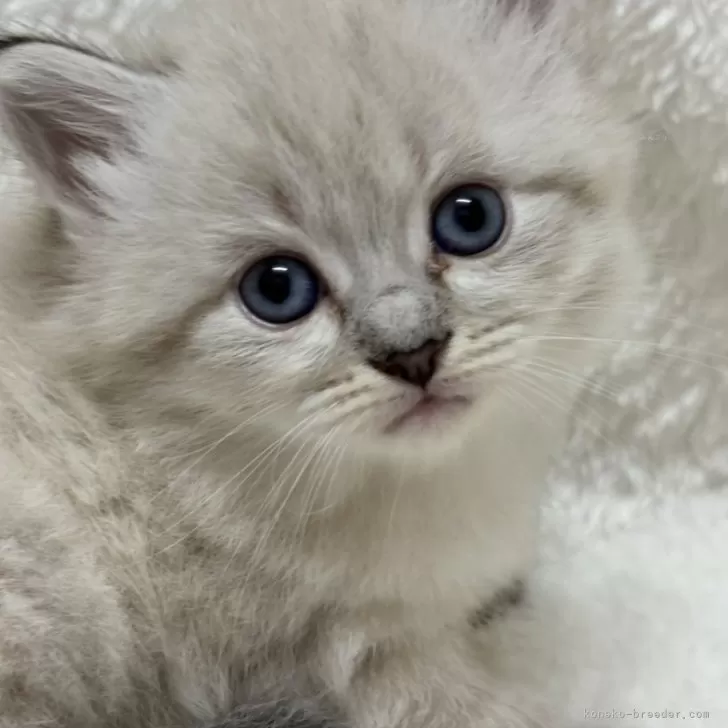 ID:2406-02705の子猫