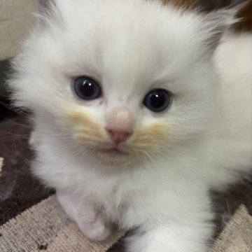 ラグドール【兵庫県・男の子・2024年11月4日・ブルーポイントバイカラー】の写真「可愛い男の子、チャンピオンベビー」