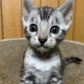 ベンガル【兵庫県・男の子・2024年10月31日・ブラックシルバースポテッドタビー(ロゼット)】の写真1